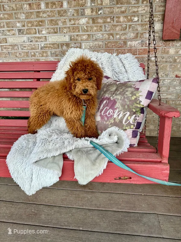 Henry – Miniature Labradoodle puppy for sale in Bowling Green, KY