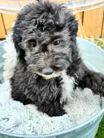 Nico (special price), a male Miniature Bernedoodle for sale in Bowling Green, KY – 4 of 7