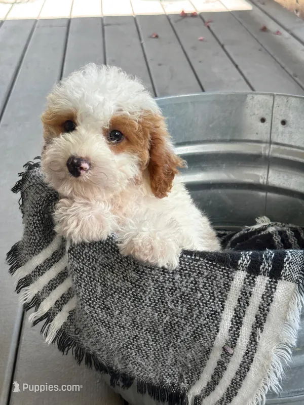 Brook – Miniature Bernedoodle puppy for sale in Bowling Green, KY