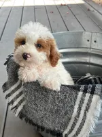 Brook, a female Miniature Bernedoodle for sale in Bowling Green, KY – 3 of 6