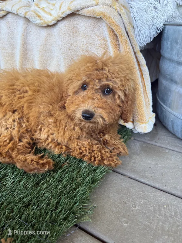 Jewels – Miniature Labradoodle puppy for sale in Bowling Green, KY