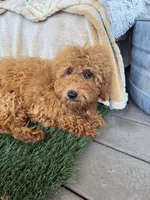 Jewels, a female Miniature Labradoodle for sale in Bowling Green, KY – 5 of 6