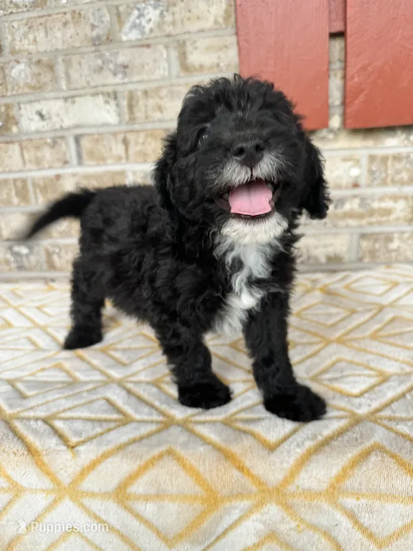 Nico – Sheepadoodle, Miniature Bernedoodle puppy for sale in Bowling Green, KY