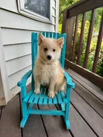 Hunter, a male Pomsky for sale in Bowling Green, KY – 6 of 7