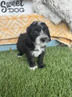Nova, a female Sheepadoodle and Miniature Bernedoodle for sale in Bowling Green, KY – 2 of 4