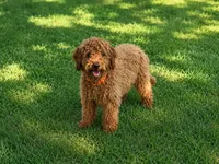 Epic, a male Cavapoo for sale in Bowling Green, KY – 4 of 4