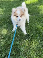 Otto, a male Pomsky for sale in Bowling Green, KY – 2 of 7