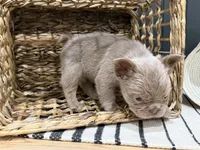 Chewie, a male French Bulldog for sale in Bowling Green, KY – 7 of 10