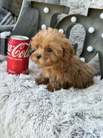 Apple, a female Cavapoo for sale in Bowling Green, KY – 7 of 10