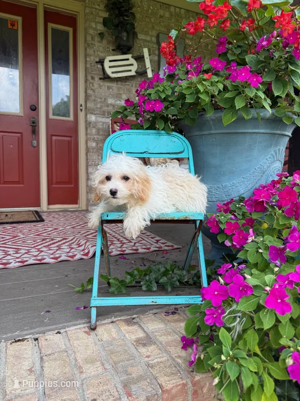 Lex – Cavapoo puppy for sale in Bowling Green, KY