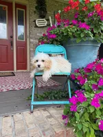 Lex, a male Cavapoo for sale in Bowling Green, KY – 1 of 4