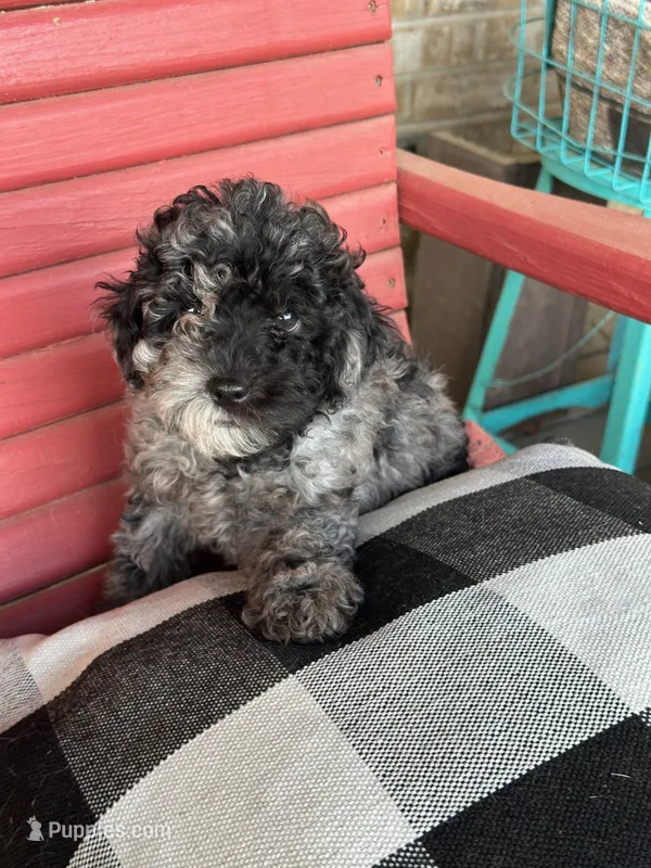 Eli – Cavapoo puppy for sale in Bowling Green, KY
