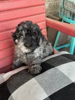 Eli, a male Cavapoo for sale in Bowling Green, KY – 1 of 5