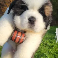 processed/dcae720b-5950-4433-93e7-a0d653093aab/facility/16eb98e3-3d7f-4408-9cec-34bb0c4251b0