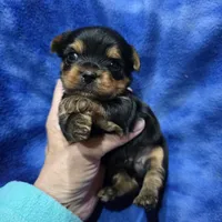 AKC European bloodline , a male Yorkshire Terrier for sale in Fairbanks, AK – 8 of 8