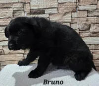 AKC Bruno, a male German Shepherd Dog for sale in Fairbanks, AK – Photo 7 of 9