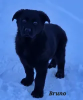 AKC Bruno, a male German Shepherd Dog for sale in Fairbanks, AK – Photo 4 of 9