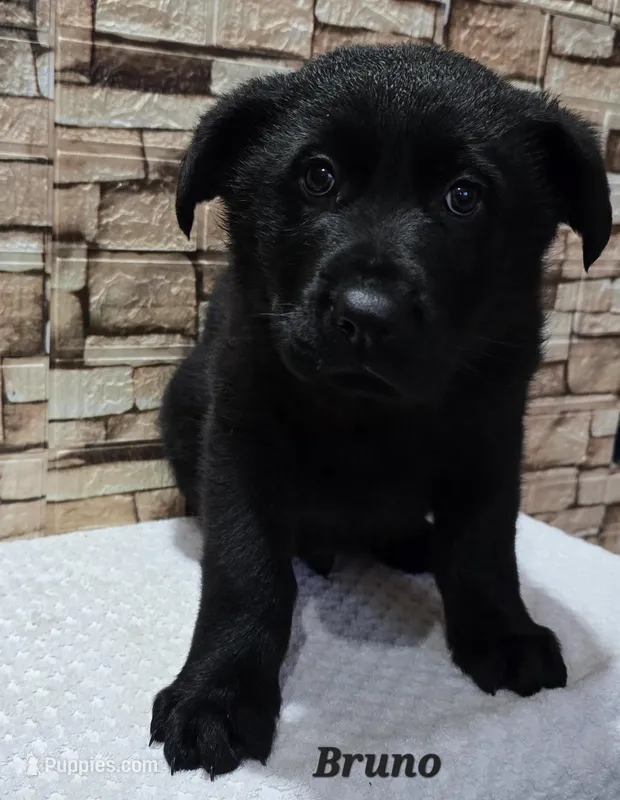 AKC Bruno – German Shepherd Dog puppy for sale in Fairbanks, AK