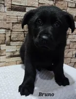 AKC Bruno, a male German Shepherd Dog for sale in Fairbanks, AK – Photo 1 of 9