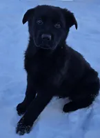 AKC Bruno, a male German Shepherd Dog for sale in Fairbanks, AK – Photo 3 of 9