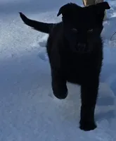 AKC Bruno, a male German Shepherd Dog for sale in Fairbanks, AK – Photo 2 of 9