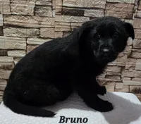 AKC Bruno, a male German Shepherd Dog for sale in Fairbanks, AK – Photo 6 of 9