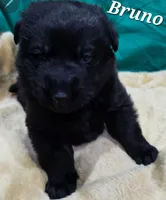 AKC Bruno, a male German Shepherd Dog for sale in Fairbanks, AK – Photo 8 of 9