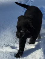 AKC Bruno, a male German Shepherd Dog for sale in Fairbanks, AK – Photo 5 of 9