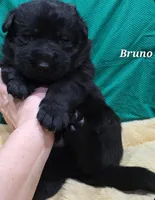 AKC Bruno, a male German Shepherd Dog for sale in Fairbanks, AK – Photo 9 of 9