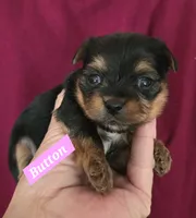 AKC European bloodline , a male Yorkshire Terrier for sale in Fairbanks, AK – 6 of 8