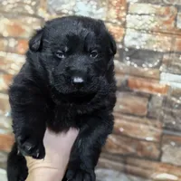 AkC European, a male German Shepherd Dog for sale in Fairbanks, AK – Photo 9 of 9