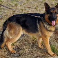 AkC European, a male German Shepherd Dog for sale in Fairbanks, AK – Photo 1 of 9