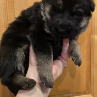 AkC European, a male German Shepherd Dog for sale in Fairbanks, AK – Photo 3 of 9