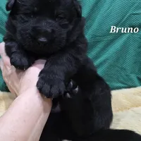 AkC European, a male German Shepherd Dog for sale in Fairbanks, AK – Photo 6 of 9