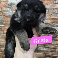 AkC European, a male German Shepherd Dog for sale in Fairbanks, AK – Photo 7 of 9