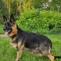 AkC European, a male German Shepherd Dog for sale in Fairbanks, AK – Photo 2 of 9