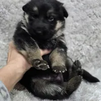 AkC European, a male German Shepherd Dog for sale in Fairbanks, AK – Photo 8 of 9