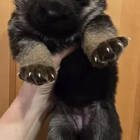 AkC European, a male German Shepherd Dog for sale in Fairbanks, AK – Photo 4 of 9