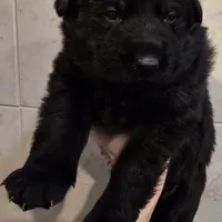 AkC European, a male German Shepherd Dog for sale in Fairbanks, AK – Photo 5 of 9