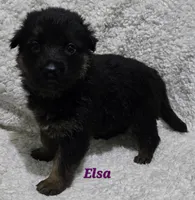 Elsa, a female German Shepherd Dog for sale in Fairbanks, AK – Photo 1 of 3