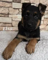 Elsa, a female German Shepherd Dog for sale in Fairbanks, AK – Photo 5 of 8