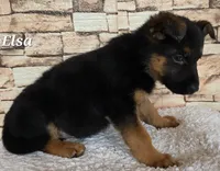 Elsa, a female German Shepherd Dog for sale in Fairbanks, AK – Photo 6 of 8
