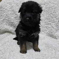 Elsa, a female German Shepherd Dog for sale in Fairbanks, AK – Photo 3 of 3