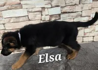 Elsa, a female German Shepherd Dog for sale in Fairbanks, AK – Photo 2 of 8