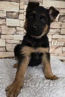 Elsa, a female German Shepherd Dog for sale in Fairbanks, AK – Photo 7 of 8