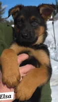 Elsa, a female German Shepherd Dog for sale in Fairbanks, AK – Photo 8 of 8