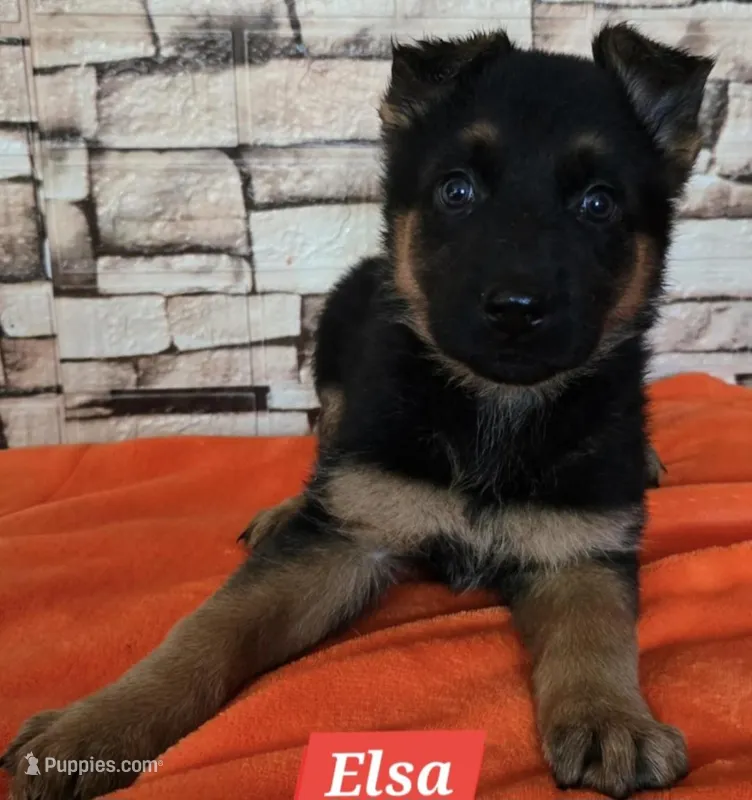 Elsa – German Shepherd Dog puppy for sale in Fairbanks, AK