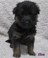 Elsa, a female German Shepherd Dog for sale in Fairbanks, AK – Photo 2 of 3