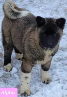 AKC litter, a  Akita for sale in Fairbanks, AK – Photo 3 of 4