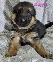 Maggie , a female German Shepherd Dog for sale in Fairbanks, AK – Photo 5 of 5